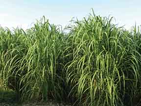 Louisiana Sugarcane Variety Identification Guide 2020: ​Ho 05-961